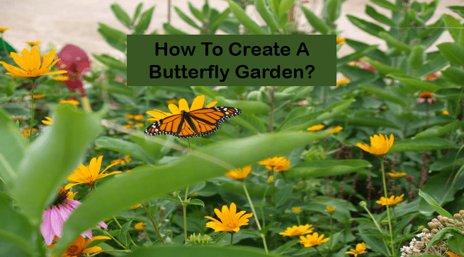 How To Create A Butterfly Garden?