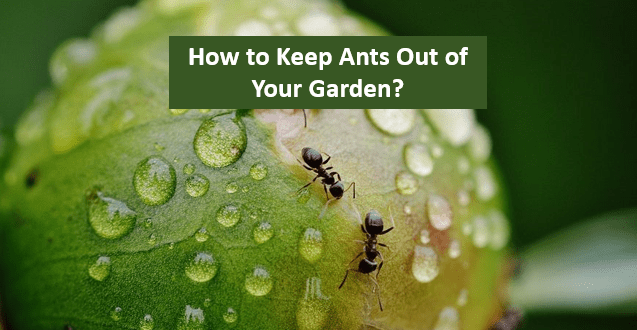 How to Keep Ants Out of Your Garden?