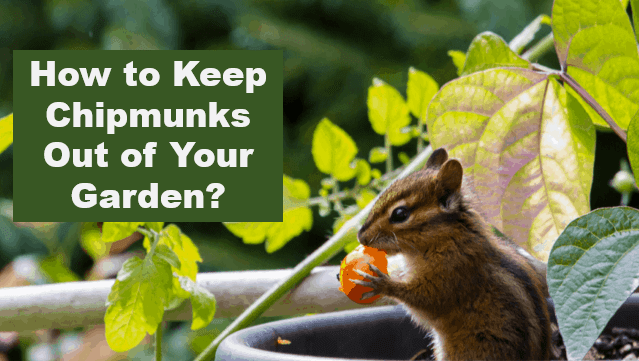 How to Keep Chipmunks Out of Your Garden?