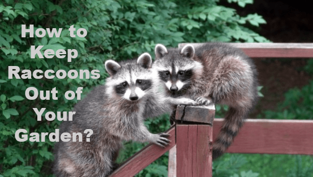 How to Keep Raccoons Out of Your Garden?
