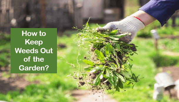 How to Keep Weeds Out of the Garden?