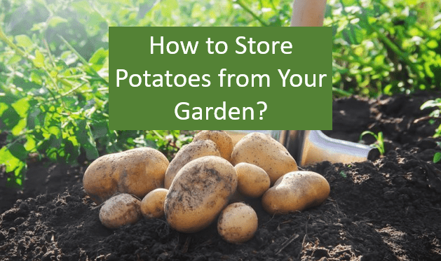 How to Store Potatoes from Your Garden