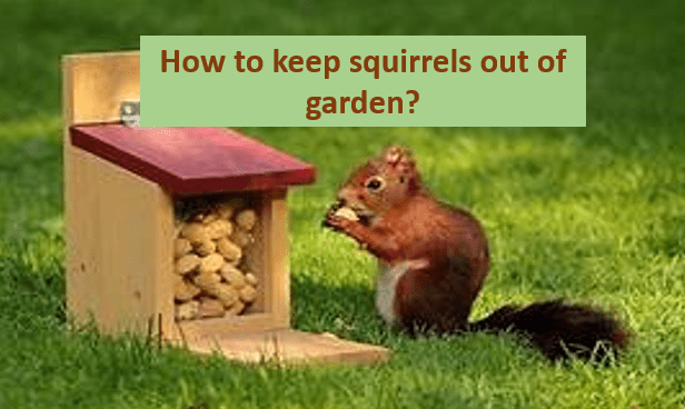 How to keep squirrels out of garden?