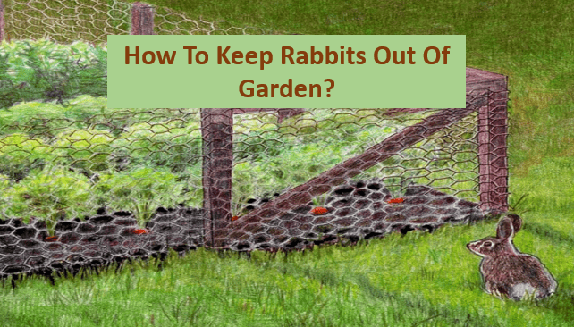 How to Keep Rabbits Out of Your Garden?