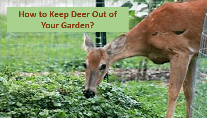How to Keep Deer Out of Your Garden?