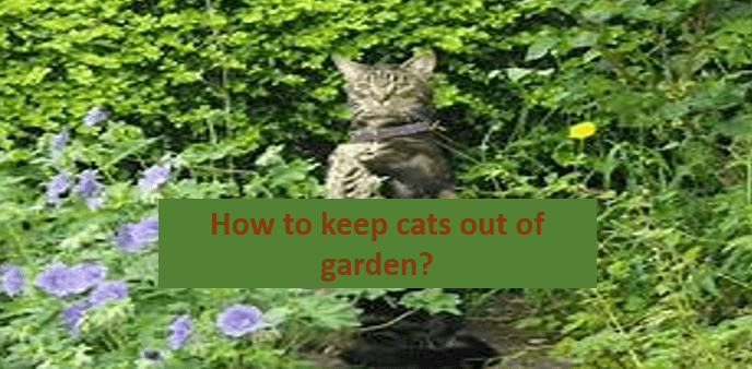 How to keep cats out of garden?