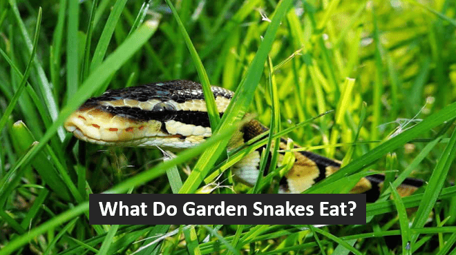 What Do Garden Snakes Eat?