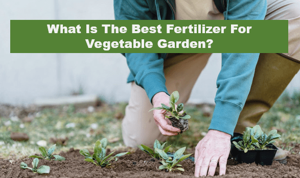 What Is The Best Fertilizer For Vegetable Garden?