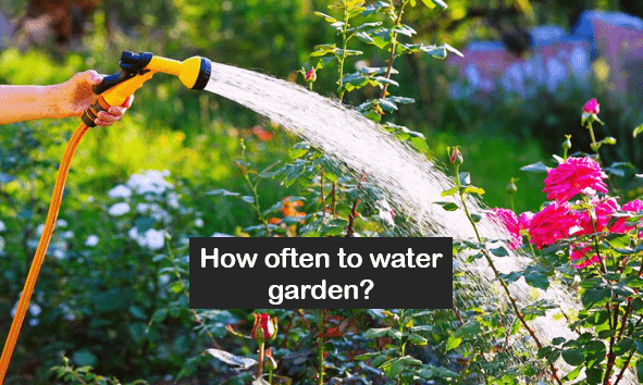 how often to water garden?
