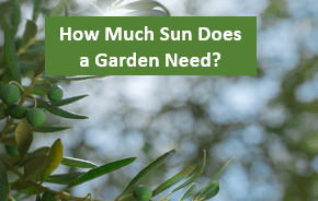 How Much Sun Does a Garden Need?
