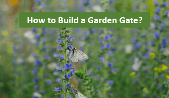 How to Attract Butterflies to Your Garden?