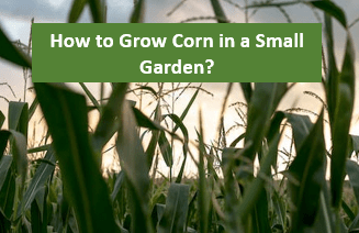 How to Grow Corn in a Small Garden?