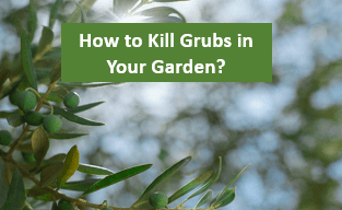 How to Kill Grubs in Your Garden?