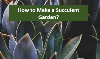 How to Make a Succulent Garden?