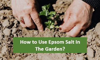 How to Use Epsom Salt In The Garden?