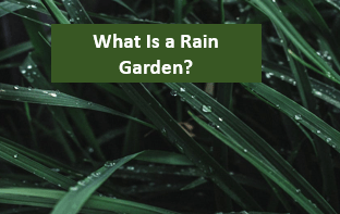 What Is a Rain Garden?