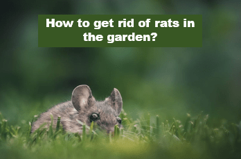 How to get rid of rats in the garden?