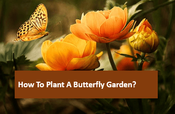 How to Plant a Butterfly Garden?