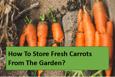 How to Store Fresh Carrots From The Garden?
