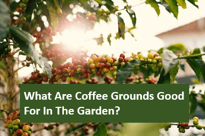 What Are Coffee Grounds Good For In The Garden?