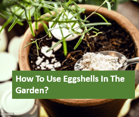 How To Use Eggshells In The Garden?
