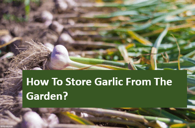 How To Store Garlic From The Garden?

