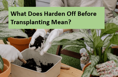 What does harden off before transplanting mean?