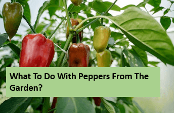 What to do with peppers from the garden?