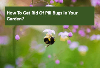 How to Get Rid of Pill Bugs in Your Garden?
