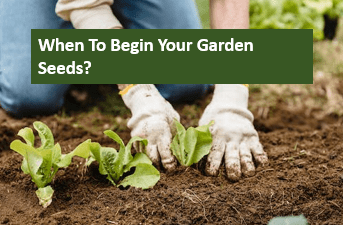 When to Begin Your Garden Seeds?