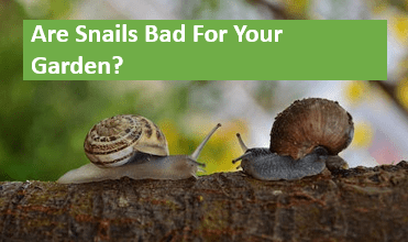Are Snails Bad For Your Garden?