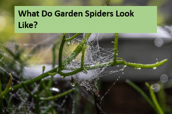 What Do Garden Spiders Look Like?
