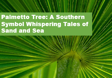 Palmetto Tree A Southern Symbol Whispering Tales of Sand and Sea