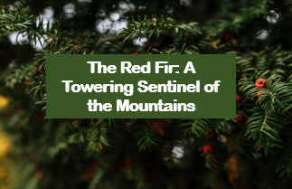The Red Fir A Towering Sentinel of the Mountains