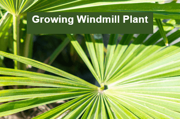 Unleashing the Beauty: Windmill Plant Guide 