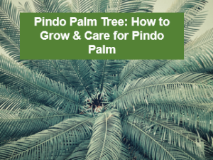 Pindo Palm Tree How to Grow & Care for Pindo Palm