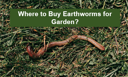 Where to Buy Earthworms for Garden?